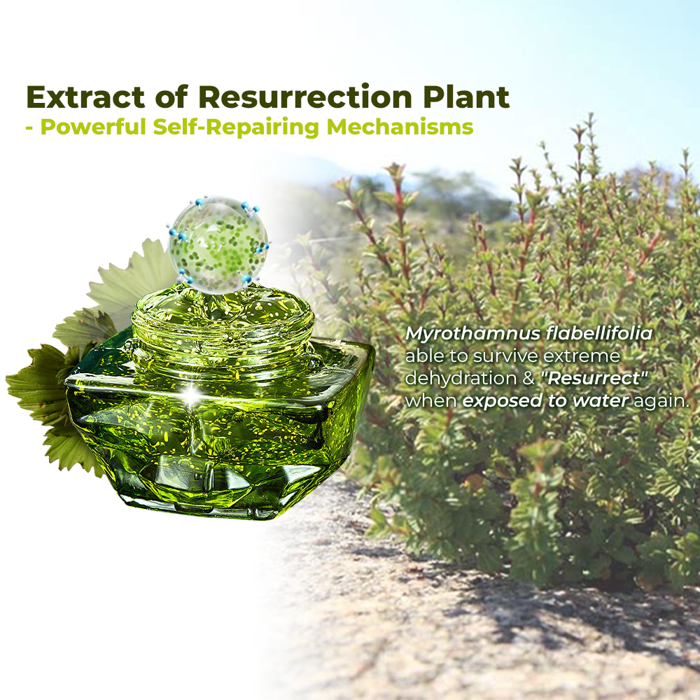 flysmus™ Resurrection Renewal Cream